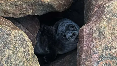 The seal pup is grey in colour and looking up from a hole between large boulders in an area of rock armour.