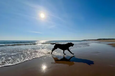 BBC Weather Watchers / JulieJ A dog bounding along the coastline is illuminated from behind, casting it in shadow. The sun is shining overhead and the sky is blue.