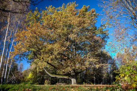 Giedre svikle stands in the common oak in a fall scene, and its branches are covered with golden leaves. The umbrella of the wide tree contrasts with the deep blue sky, while the surrounding trees display a mixture of seasonal colors.