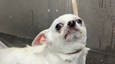 A close-up view of the white chihuahua. It is in a basin and is being showered with water. Its fur is wet. It has big black eyes, pink ears and a shiny black nose. 