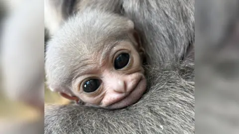 The photo shows a baby gibbon with large eyes, resting its head on the shoulder of another gibbon.
