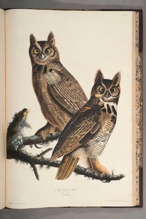 Jamie Simpson/Royal College of Physicians and Surgeons of Glasgow Audubon's illustration of Great Horned Owls