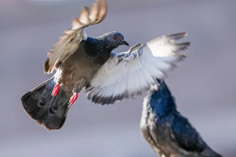 A pigeon in flight.