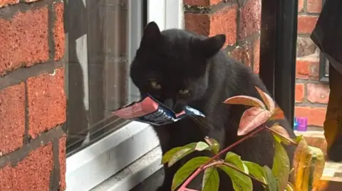 Meaghan Robertson A black cat holding a pink packet of cat food outside of a window.