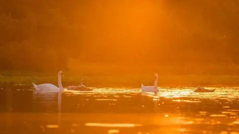 Hang Ross A family of swans on water at sunrise taken with the orange glow of the sun behind them lending an ethereal feel to the image