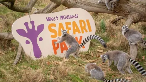 West Midlands Safari Park Lemurs