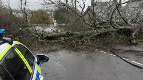 Andrew McGarva A large tree lies across a road with a police car in the foreground.