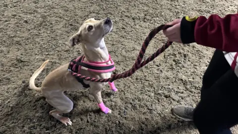 Lola the cross breed looks up at trainer 