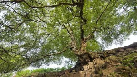 James Reader/Woodland Trust A tree on the edge of a cliff.
