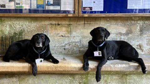 Two black Labradors sitting on a stone ledge. Both are wearing special badges with their ID photos