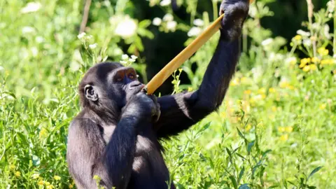 VisitWest A gorilla surrounded by green leaves holding a sugarcane.