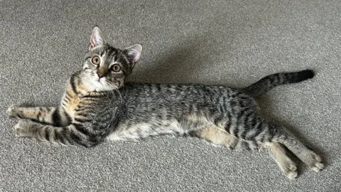 Village Vet A tabby kitten is pictured lying on the floor of a carpeted room. It is looking at the camera. 