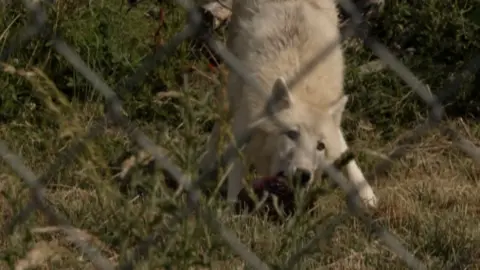 The white Wolf is attacking a large red blood lolly. He is behind a fence.