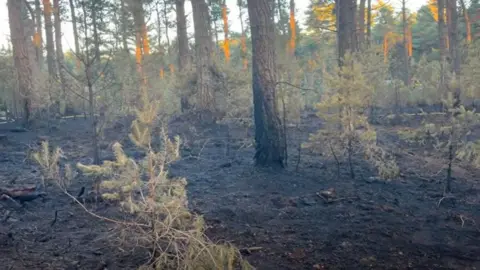 A scorched and blackend section of forest.