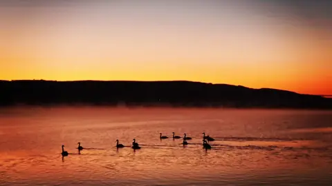 Harry Mottram Swans are swimming on Cheddar Reservoir as the sun rises. Everything is coated in an orange and pink light. 