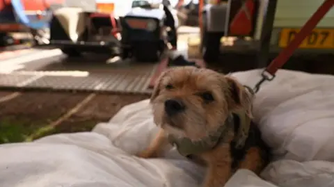 In the foreground is a border terrier, wearing a green harness and attached to a red lead. In the background, just out of focus, is the sidecar. 