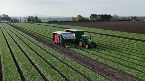 Bryan's Salads Drone shot of a green tractor with a huge green trailer behind it and another beside harvesting salad in a huge flat field