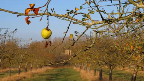 @NTImages/Mike Selby The orchard at Lyvedon, with rows of apple trees that contain fruit. A branch in the foreground bears one solitary apple and autumn coloured leaves.. 