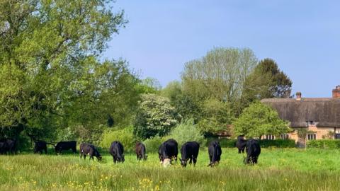 Cattle grazing under blue skies in a green field, captured at Breamore