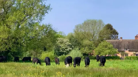 Cattle grazing under blue skies in a green field, captured at Breamore