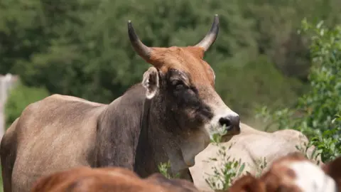 BBC A view of the head of a horned brown cow standing with other cattle.