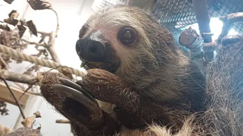 Colchester Zoo The sloth holding both hands towards its mouth in its enclosure. Behind the animal are ropes for it to play on.
