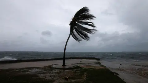 Reuters A photograph of a palm tree in the wind next to the sea blowing in the wind. 