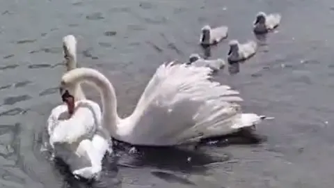 A family of swans in the water. There are four cygnets. The female is seen trying to take the hook off the wing of the injured male.