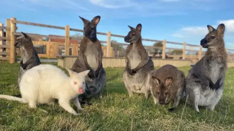 Animal Farm Adventure Park Six wallabies are sitting on grass surrounded by a wooden fence. The sky behind them is blue. Most of them are grey but one is white and looks albino.