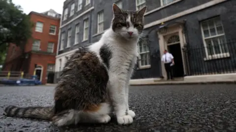 Larry, the Downing Street cat, sits on the street outside No. 10 ahead of the election in London, Britain, 03 July 202