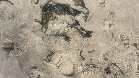 Small white plastic nurdles are scattered across a beach with strands of dark green seaweed around them. There are over 30 nurdles across this small area of sandy beach.
