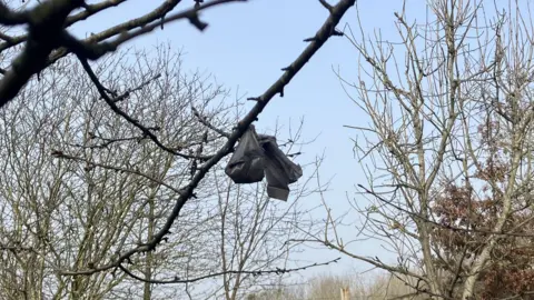 A bag of dog waste hangs from a tree branch. The sky behind is blue