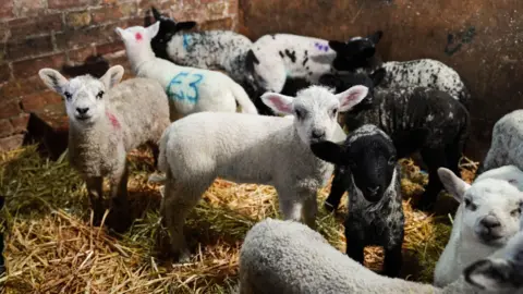 A small flock of lambs in a barn with hay on the floor. The lambs are a mixture of white and black lambs.