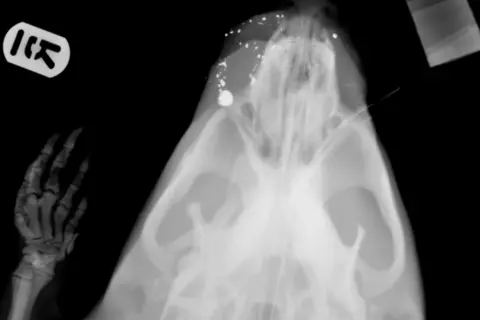 SSPCA A black and white image showing an x-ray of the beaver's head. Fragments of shot pepper the front of his head. The bones in one of his paws is also visible.