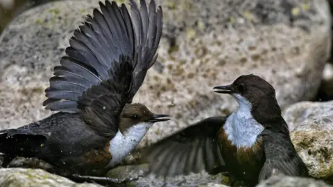 Paul Murdock Two dippers flap their wings at each other, looking as if they are engaged in a fight or dance. The small birds have black/brown wings, white breasts, black beady eyes and short black beaks.
