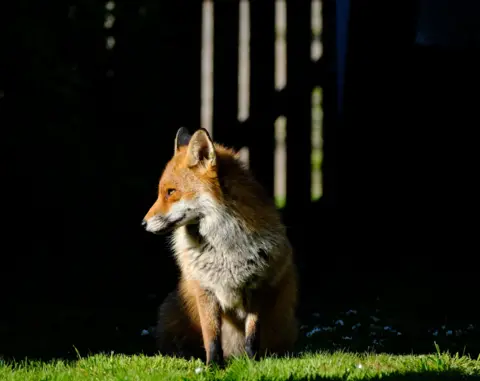 Steven McIvor An urban fox sits in a garden looking sideways, with a gate in the background