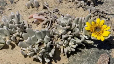 Getty Images A succulent with thick grey leaves and one yellow flower in the desert near Lüderitz