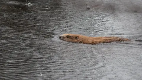 Cornwall Wildlife Trust A beaver is half submerged in the water swimming from the right-hand side to the left-hand side.