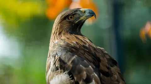 A golden eagle looks off into the distance