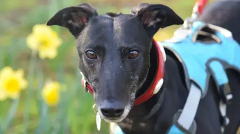 Battersea Old Windsor A picture of Charm looking at the camera, who is wearing a light blue harness, with daffodils in the background.