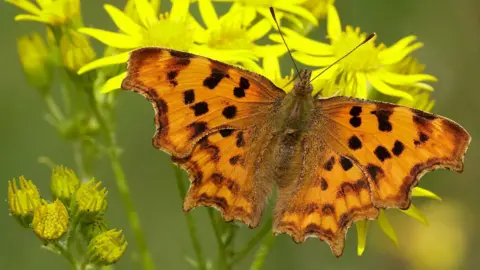 Comma butterfly