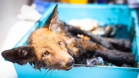 South Essex Wildlife Hospital A fox coated in bitumen, a black tar like substance, and is laying in a blue tray.
