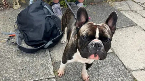 A small brown and white dog standing on a pavements. There is a rucksack on the floor next to it and the dog is looking upwards. 