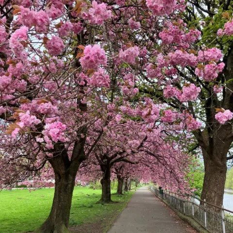 Janice Taylor A path with two lines of pink cherry blossom overhanging it. There is green grass on one side of the path and a fence on the other.