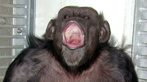 Close-up shot of a chimpanzee with its mouth wide open.