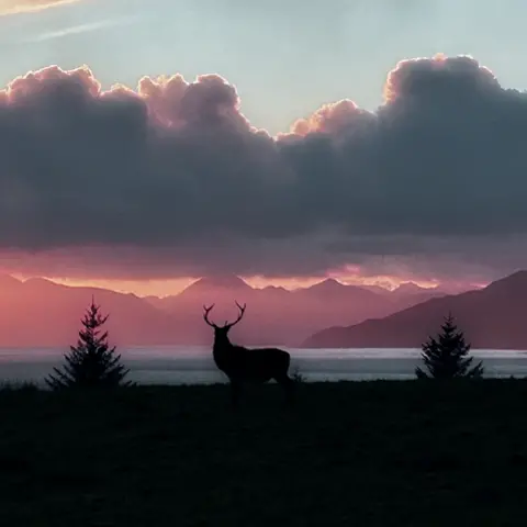 Emma Flack A stag silhouetted against the background. The stag is in complete darkness, but its body can be made out against a pink and orange backdrop. A tree is on either side of the animal. Behind it is a body of water. Large grey clouds are above it. 