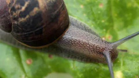 A snail up close, with its neck stretched out, munching on a leaf. 