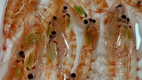 Prof Daniel J Mayor @oceanplankton A collection of Antarctic krill, Euphausia superba. The guts of many of these specimens are green, indicating that they have recently been feeding on microscopic algae (phytoplankton). Body lengths approximately 50-60mm.