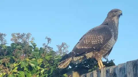A side view of the buzzard sitting on a fence 