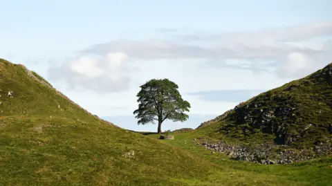 The Sycamore Gap tree viewed from a distance. It is standing in a dip between two small hills.The left hand hill dips back down again to the left and the right hand hill carries on gently upwards. The grass around is green with a blue sky and large white clouds beyond. The sycamore sits perfectly in the middle of the dip and is the only tree in the area. Sections of the stone Hadrian's Wall follow the contours.